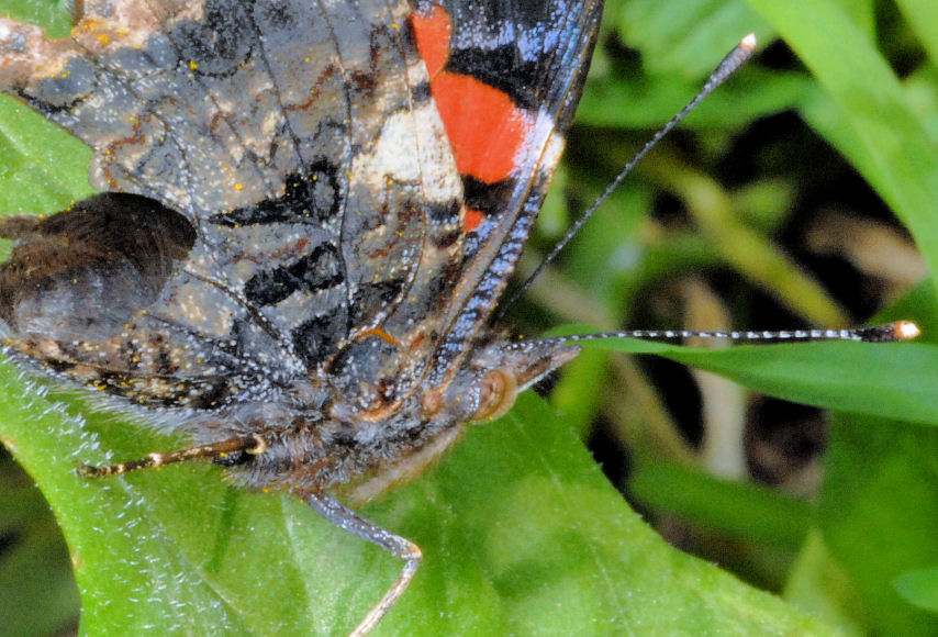 Vanessa atalanta?